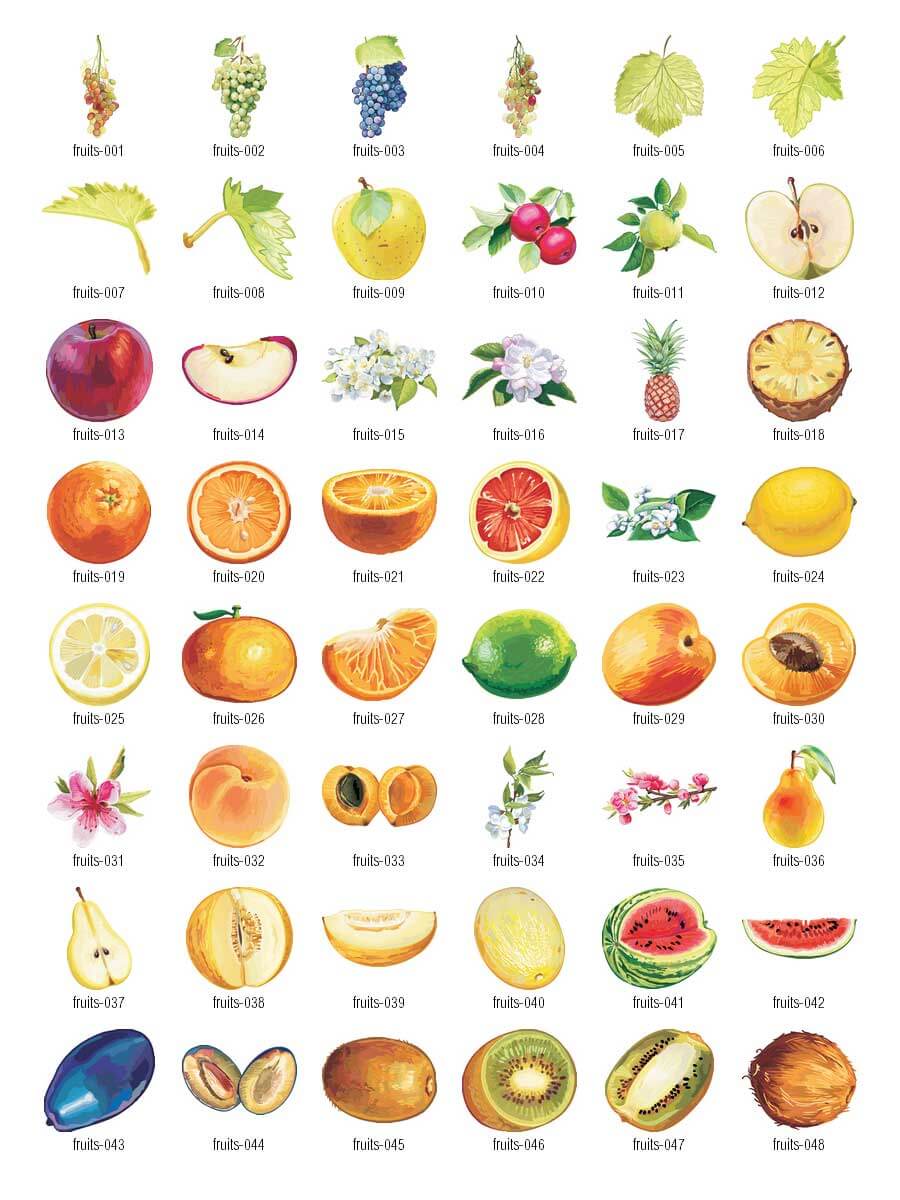 اسامی میوه ها در زبان انگلیسی 1
