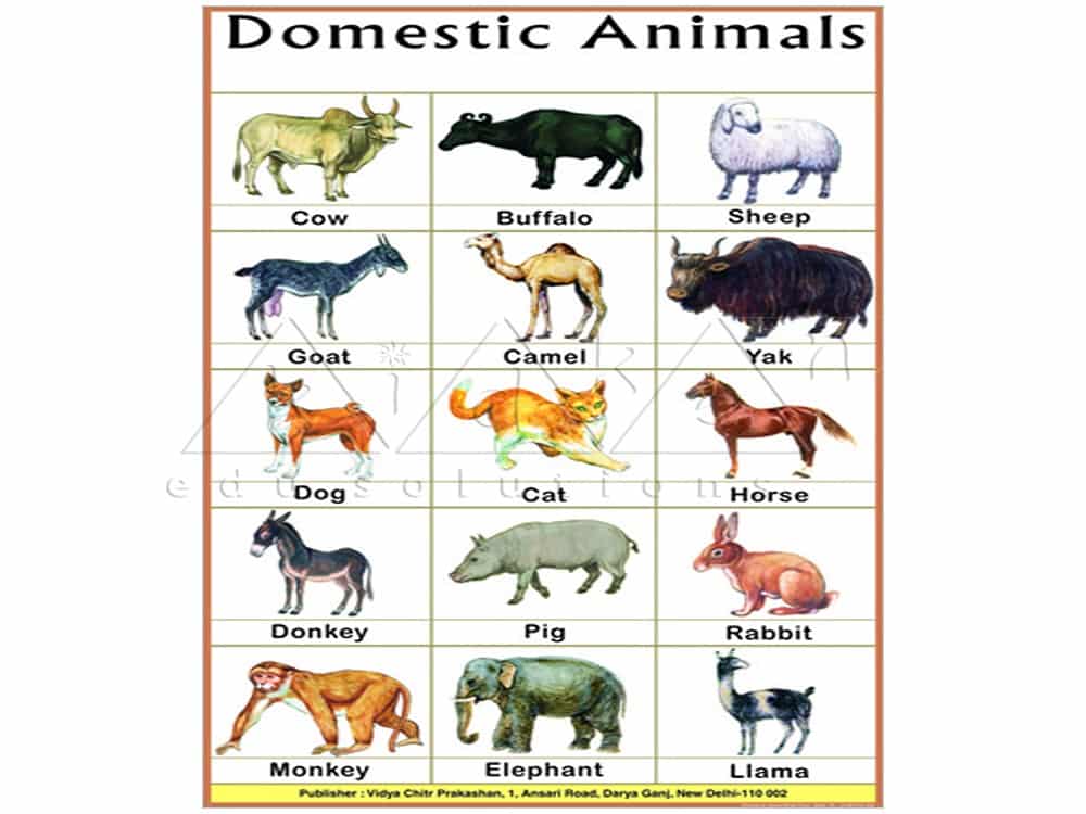اسامی حیوانات به زبان انگلیسی قسمت 2