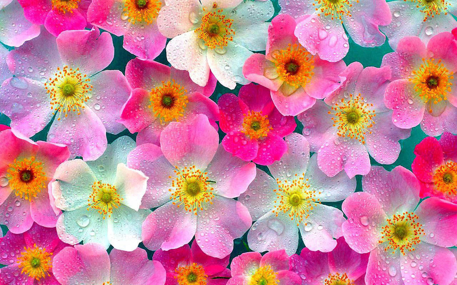 انواع گلها به زبان انگلیسی